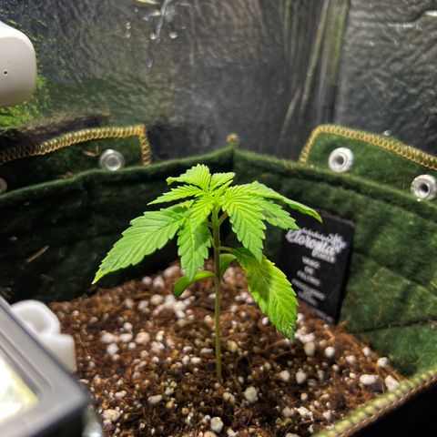 Zombie Kush growlog timeline photo