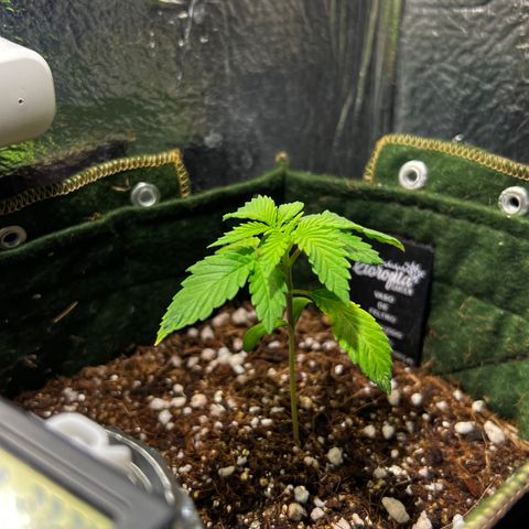 Zombie Kush growlog timeline photo