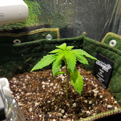 Zombie Kush growlog timeline photo
