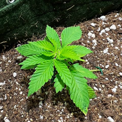 Zombie Kush growlog timeline photo