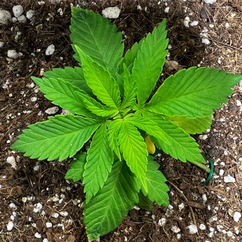 Zombie Kush growlog timeline photo
