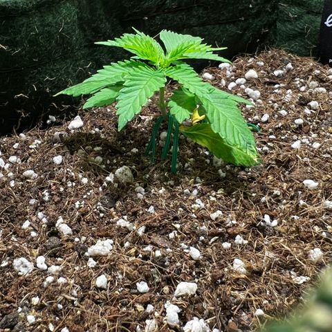 Zombie Kush growlog timeline photo