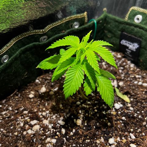 Zombie Kush growlog timeline photo