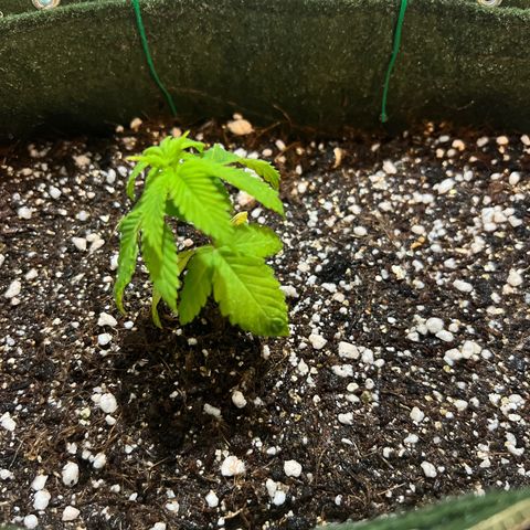 Zombie Kush growlog timeline photo