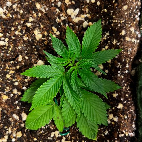 Zombie Kush growlog timeline photo