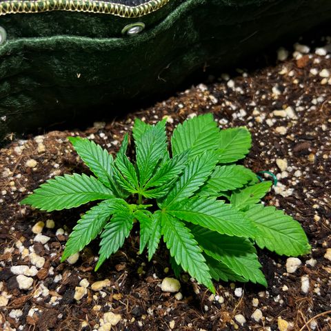 Zombie Kush growlog timeline photo