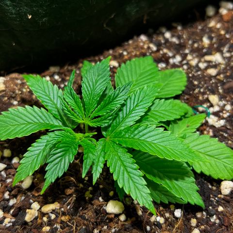 Zombie Kush growlog timeline photo