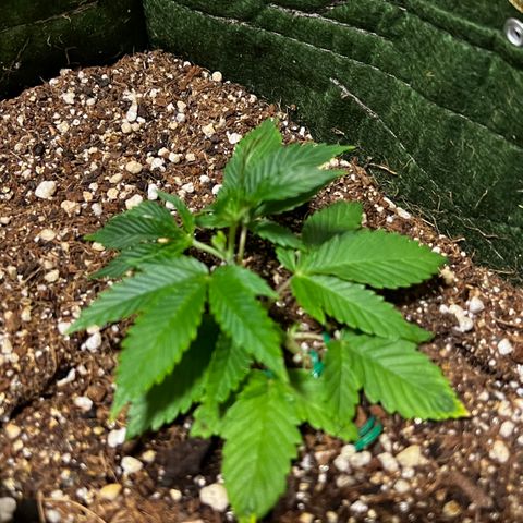 Zombie Kush growlog timeline photo