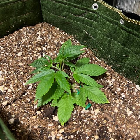 Zombie Kush growlog timeline photo