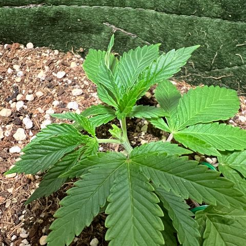 Zombie Kush growlog timeline photo