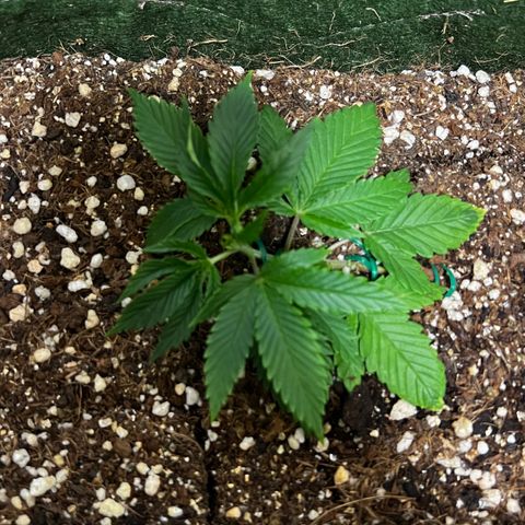 Zombie Kush growlog timeline photo