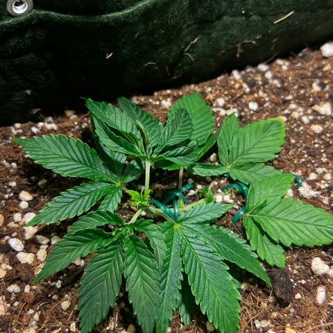 Zombie Kush growlog timeline photo