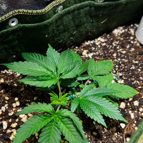 Zombie Kush growlog timeline photo