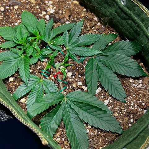 Zombie Kush growlog timeline photo
