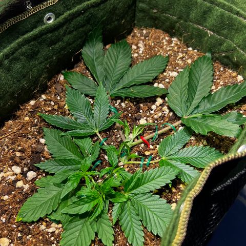 Zombie Kush growlog timeline photo