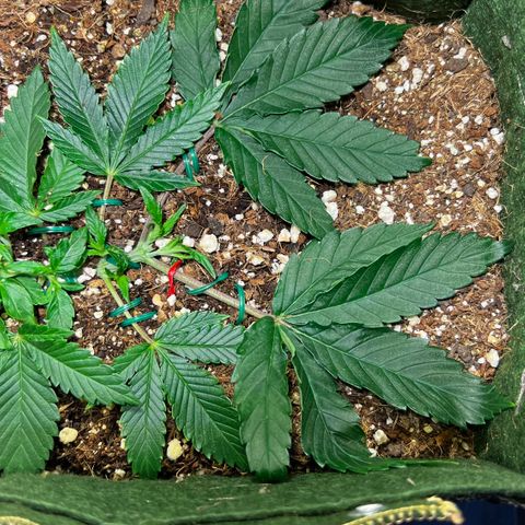 Zombie Kush growlog timeline photo