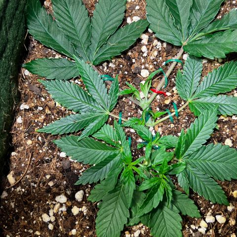 Zombie Kush growlog timeline photo