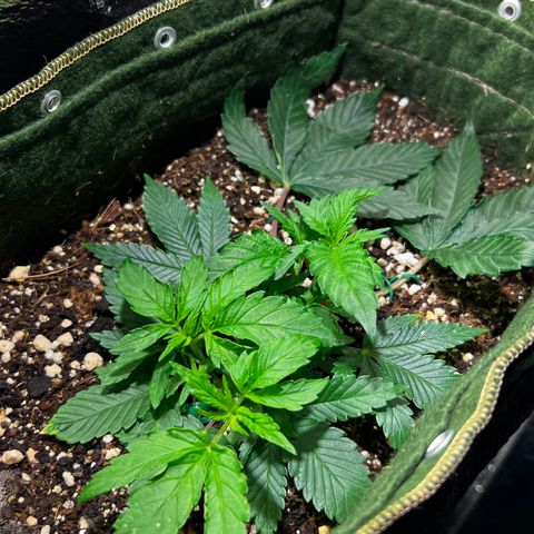 Zombie Kush growlog timeline photo