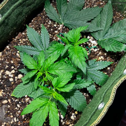 Zombie Kush growlog timeline photo