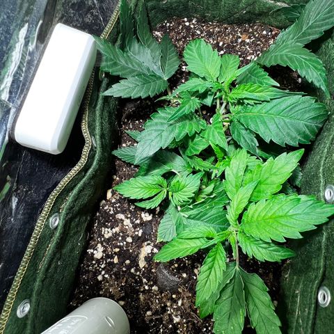 Zombie Kush growlog timeline photo