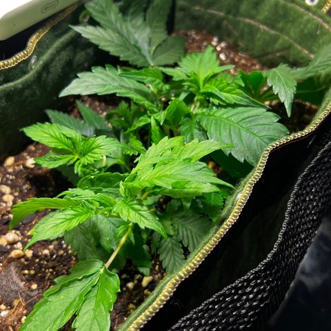 Zombie Kush growlog timeline photo