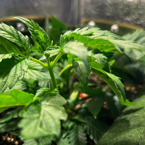 Zombie Kush growlog timeline photo