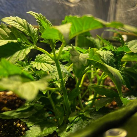 Zombie Kush growlog timeline photo