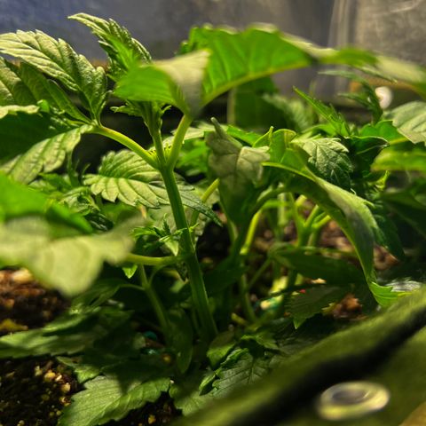 Zombie Kush growlog timeline photo
