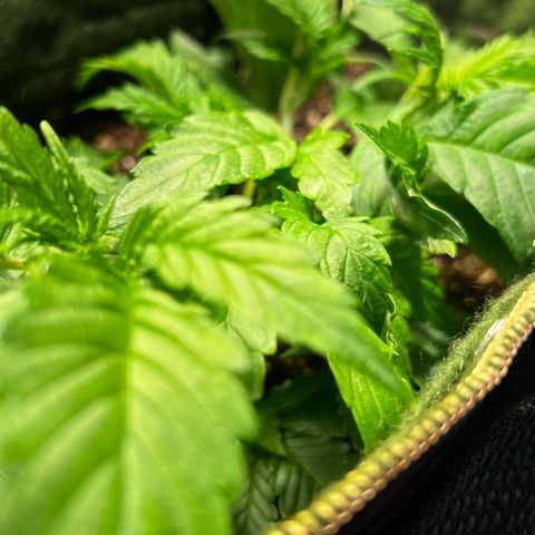 Zombie Kush growlog timeline photo