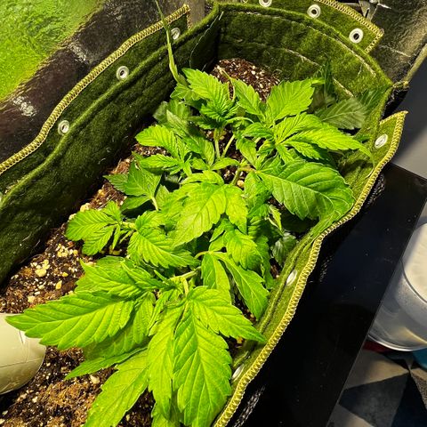 Zombie Kush growlog timeline photo
