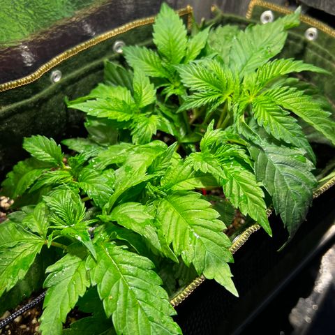 Zombie Kush growlog timeline photo