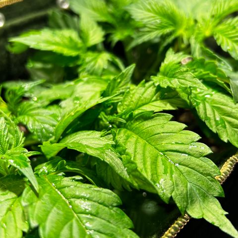 Zombie Kush growlog timeline photo