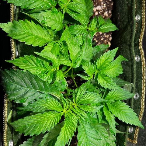 Zombie Kush growlog timeline photo