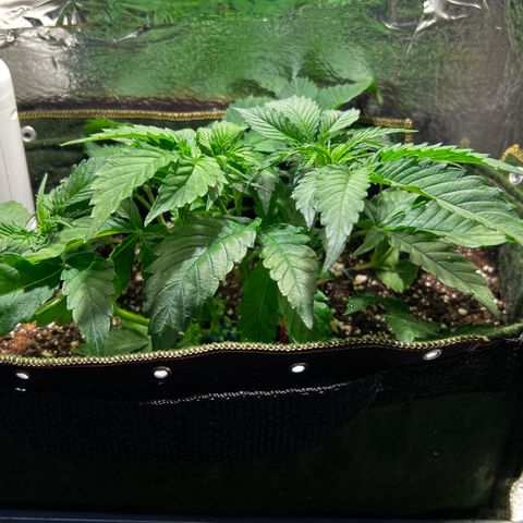 Zombie Kush growlog timeline photo