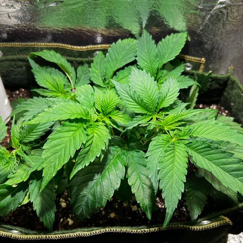 Zombie Kush growlog timeline photo