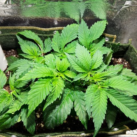 Zombie Kush growlog timeline photo