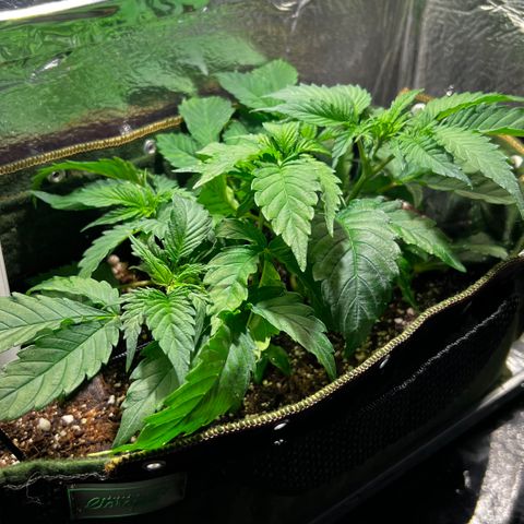 Zombie Kush growlog timeline photo