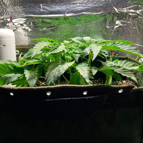 Zombie Kush growlog timeline photo