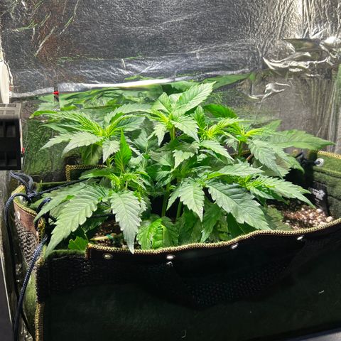 Zombie Kush growlog timeline photo