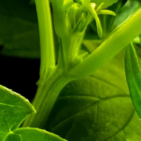 Zombie Kush growlog timeline photo