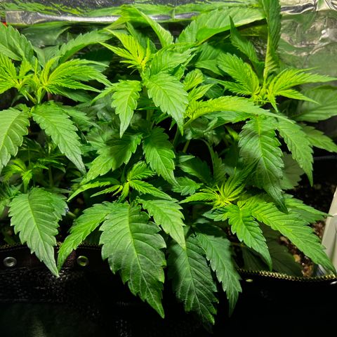 Zombie Kush growlog timeline photo