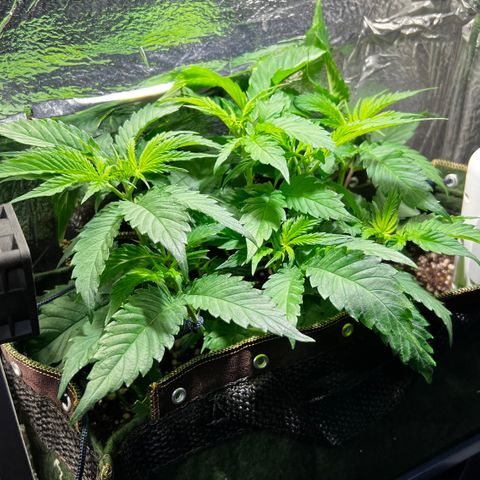 Zombie Kush growlog timeline photo