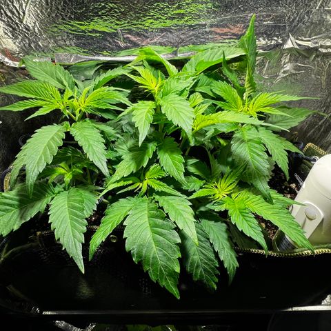 Zombie Kush growlog timeline photo
