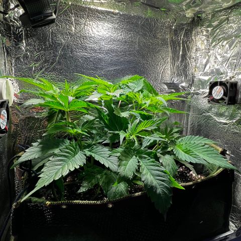 Zombie Kush growlog timeline photo
