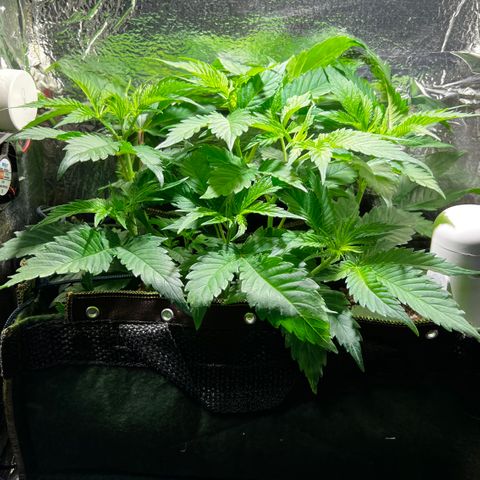 Zombie Kush growlog timeline photo