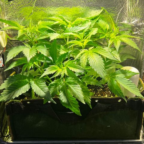 Zombie Kush growlog timeline photo