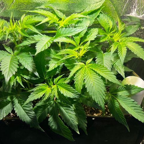 Zombie Kush growlog timeline photo