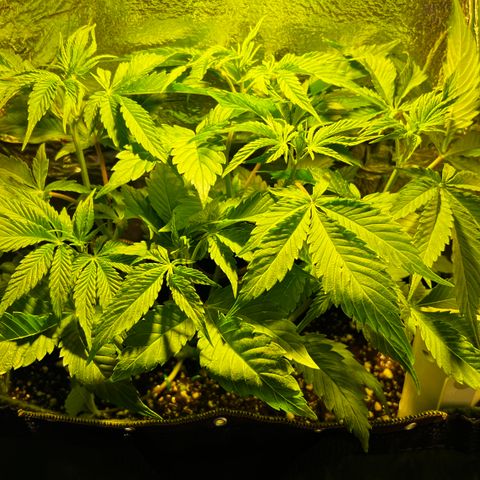 Zombie Kush growlog timeline photo