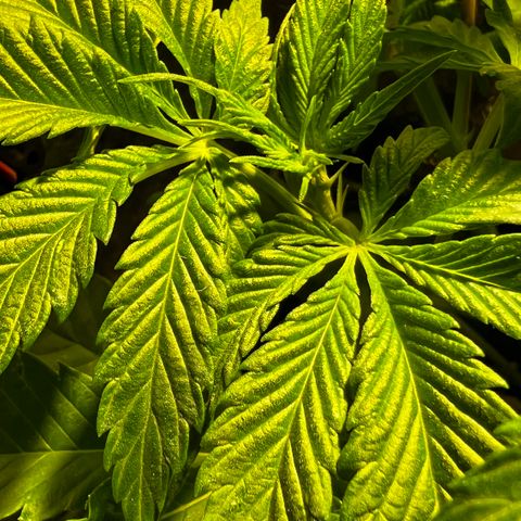 Zombie Kush growlog timeline photo