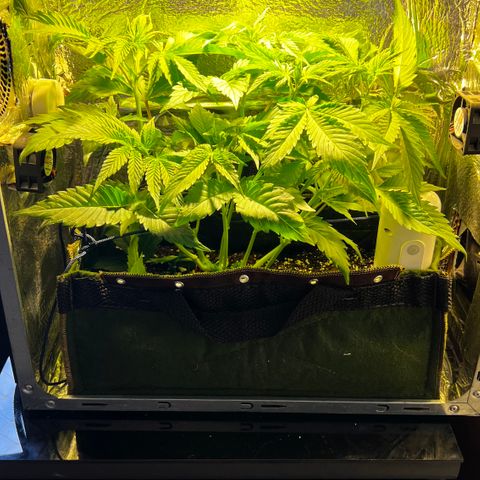 Zombie Kush growlog timeline photo